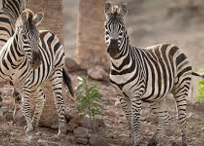 Inviting 1-bed On Castillo Mar Appartement *