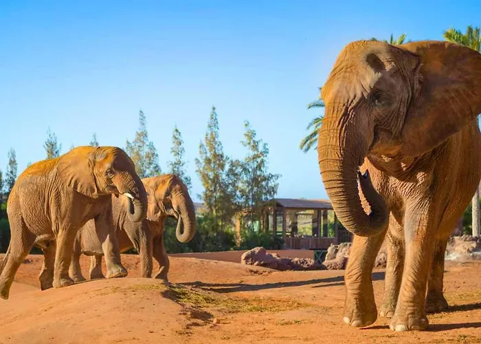 Inviting 1-bed On Castillo Mar * Caleta de Fuste