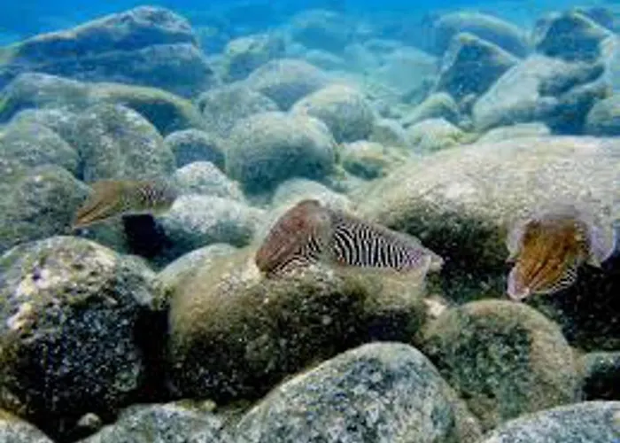 Inviting 1-bed On Castillo Mar