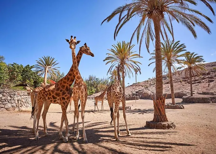 Inviting 1-bed On Castillo Mar Caleta De Fuste