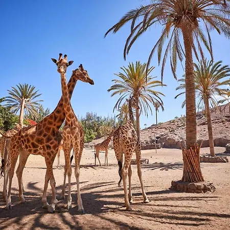 Inviting 1-bed On Castillo Mar Caleta De Fuste